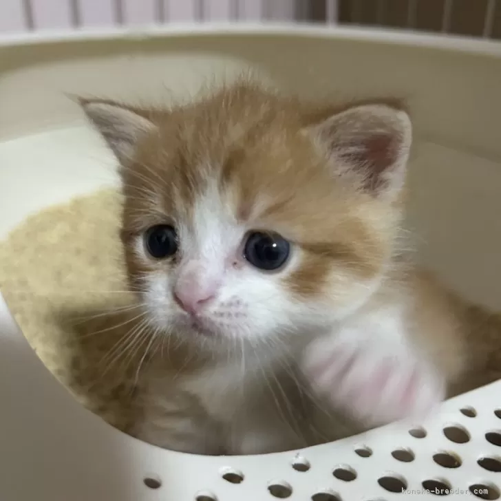 ID:2412-02324の子猫