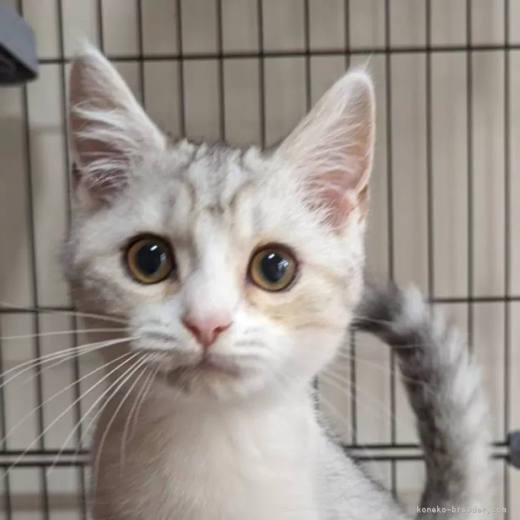 ID：2408-01095の子猫