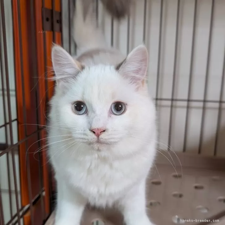 ID：2408-02961の子猫