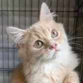 ミヌエット(長足)【福島県・男の子・2025年4月4日・クリームタビー】の写真3