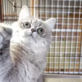 ミヌエット(長足)【福島県・女の子・2025年4月4日・ブルータビー】の写真14