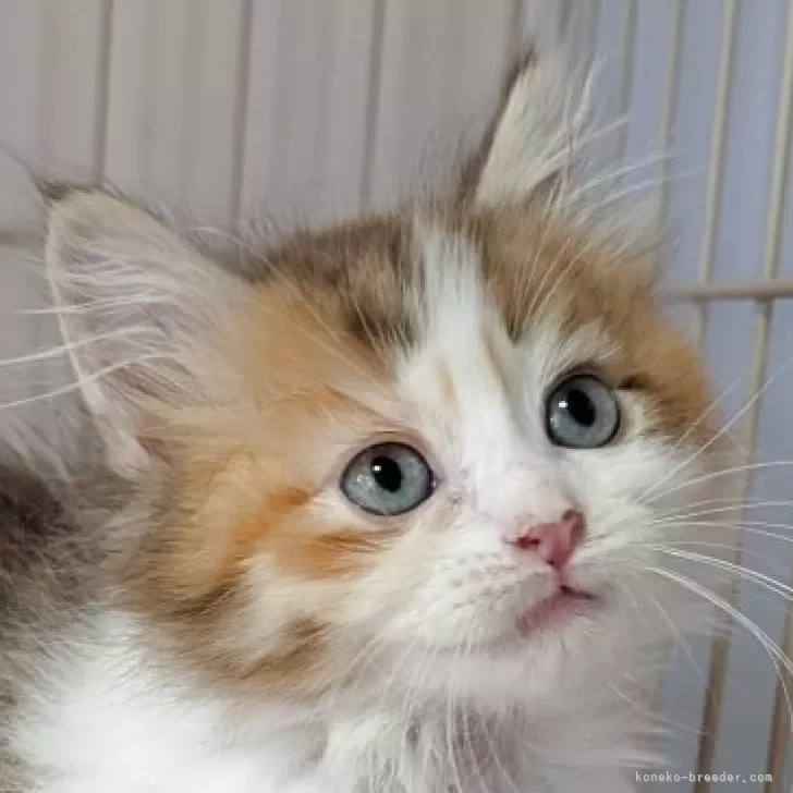 ミヌエット(短足)【福島県・女の子・2025年8月31日・キャリコ】の写真1