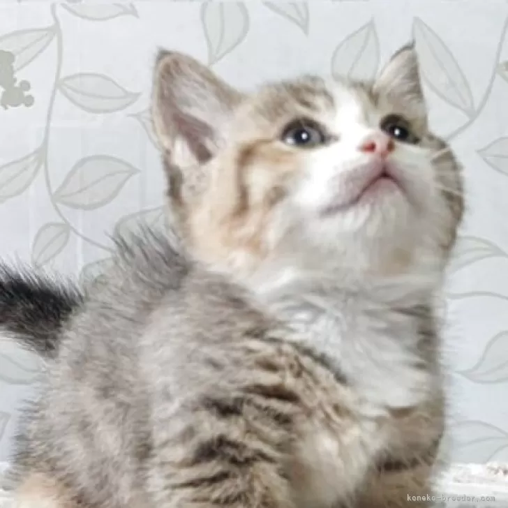 ID：2507-00602の子猫