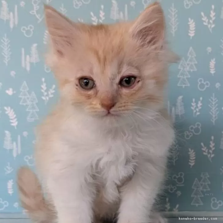 ID：2501-00218の子猫