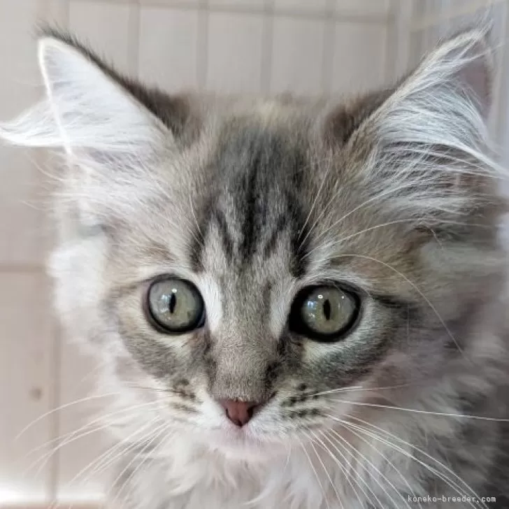 サイベリアン【福島県・女の子・2025年8月23日・ブルータビー】の写真1