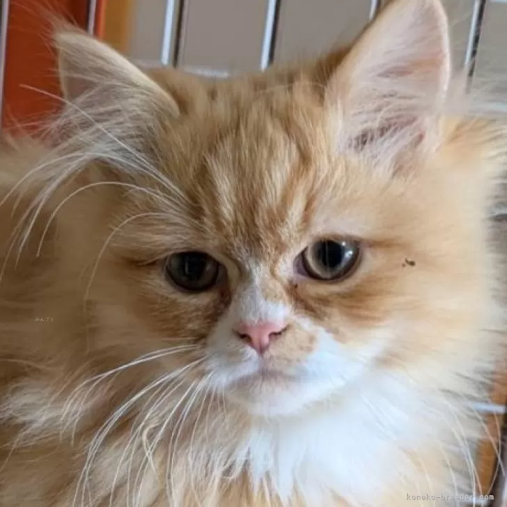 ゲン 様のお迎えした子猫