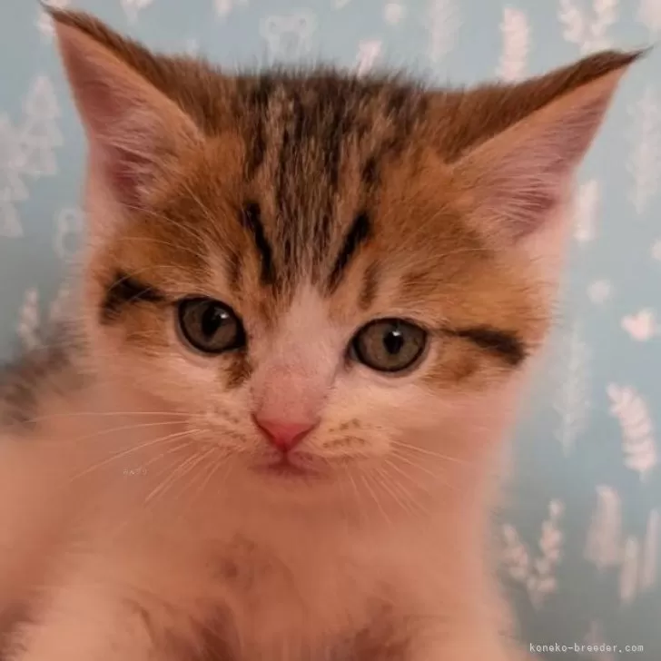 ID:2503-01646の子猫