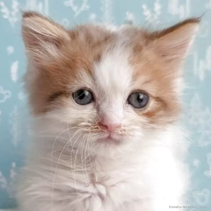 ミヌエット(短足)【福島県・男の子・2025年8月31日・ブラウンタビー&ホワイト】の写真1