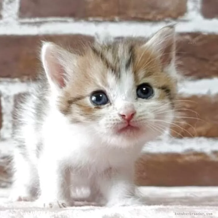 ID：2507-00063の子猫