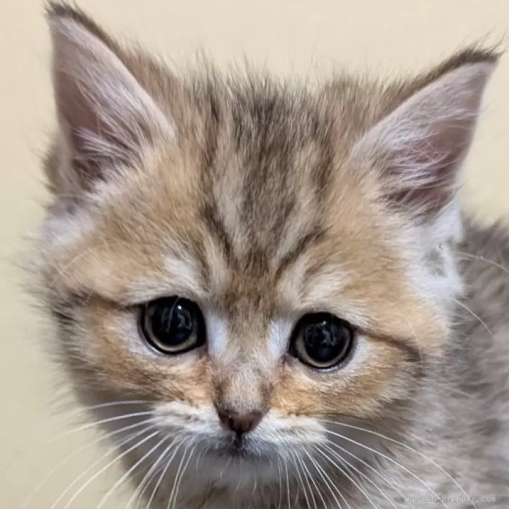 ID:2503-01650の子猫