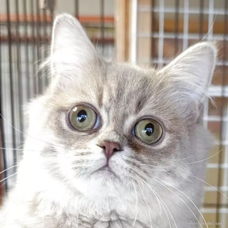 ミヌエット(長足)【福島県・女の子・2025年4月4日・ブルータビー】の写真1