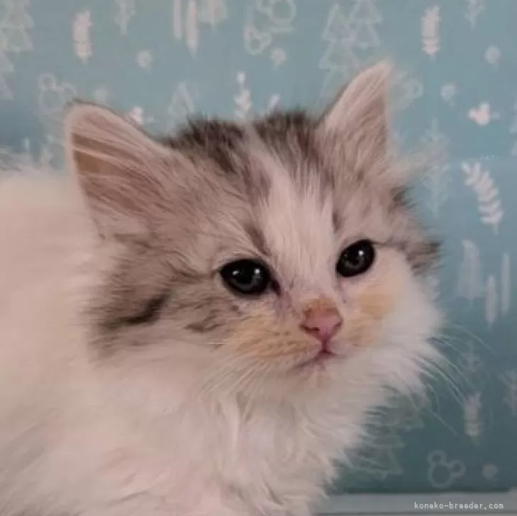 M.H 様のお迎えした子猫