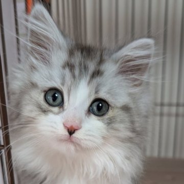 マンチカン(長足)【福島県・男の子・2024年11月8日・シルバータビー（もこふわロング）】の写真「もこふわロングのイケメン君♪」