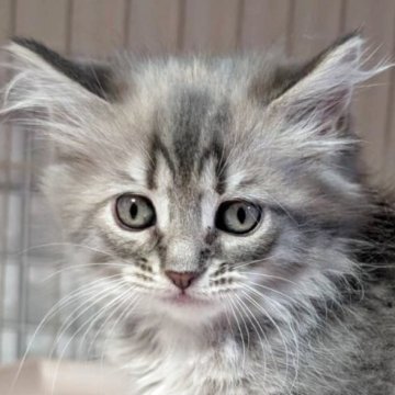 サイベリアン【福島県・女の子・2025年8月23日・ブルータビー(ふわもこ)】の写真「ふわふわ毛質の美人さん」