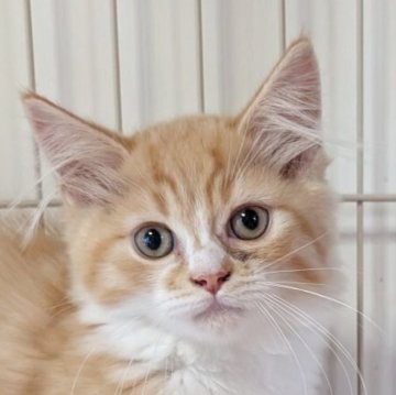 マンチカン(短足)【福島県・男の子・2025年6月8日・レッドタビー（ふわふわセミロング）】の写真「おめめクリクリイケメン」