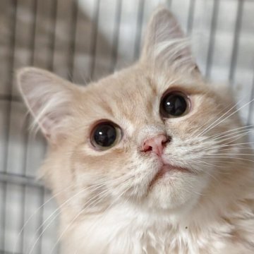 ミヌエット(長足)【福島県・男の子・2025年4月4日・クリームタビー（ふわふわセミロング）】の写真「初見で抱っこ出来ます!ゴロゴロ鳴らす甘えん坊♪」