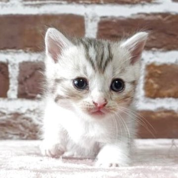 マンチカン(短足)【福島県・男の子・2025年5月31日・シルバータビー（短毛）】の写真「おめめクリクリイケメン」