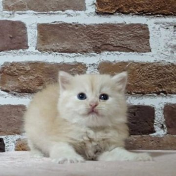 マンチカン【福島県・男の子・2025年3月30日・レッドタビー（ふわふわセミロング）】の写真「ふわふわ毛質でかわいい系の男の子♪」