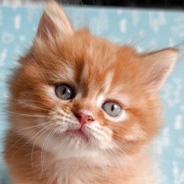 サイベリアン【福島県・男の子・2025年10月7日・レッドタビー】の写真「ふわふわロングのかわいい系男子」