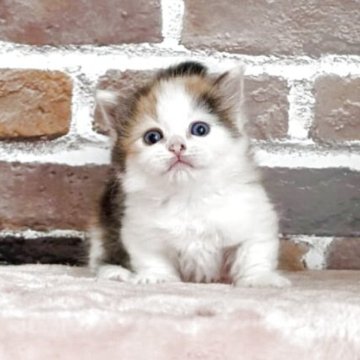マンチカン(短足)【福島県・女の子・2025年3月30日・キャリコ（ふわふわセミロング）】の写真「三毛柄がきれいな女の子♪」