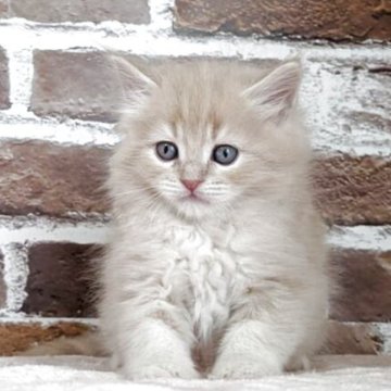 サイベリアン【福島県・男の子・2025年3月10日・クリームタビー】の写真「ふわふわ毛質のイケメン君」