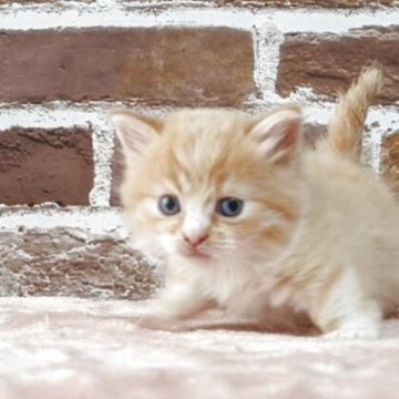 マンチカン(短足)【福島県・男の子・2025年6月1日・レッドタビー（短毛）】の写真「おめめクリクリイケメン」