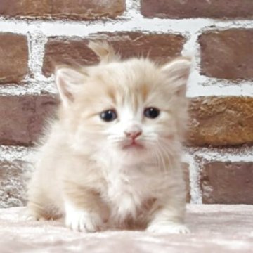 マンチカン(短足)【福島県・男の子・2025年6月1日・レッドタビー（短毛）】の写真「おめめクリクリイケメン」