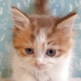 ミヌエット(短足)