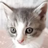 マンチカン(長足)