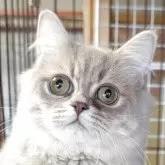 ミヌエット(長足)