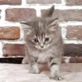 サイベリアン【福島県・女の子・2025年3月10日・ブルータビー】の写真2