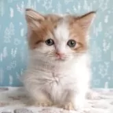 ミヌエット(短足)【福島県・男の子・2025年8月31日・ブラウンタビー&ホワイト】の写真3