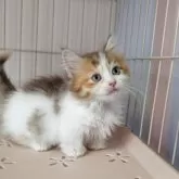 ミヌエット(短足)【福島県・女の子・2025年8月31日・キャリコ】の写真3