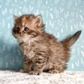 サイベリアン【福島県・女の子・2025年10月7日・ブラウンタビー】の写真3