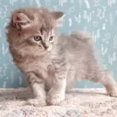 サイベリアン【福島県・女の子・2025年8月23日・ブルータビー】の写真6