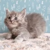 サイベリアン【福島県・女の子・2025年8月23日・ブルータビー】の写真6