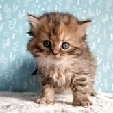 サイベリアン【福島県・女の子・2025年10月7日・ブラウンタビー】の写真4