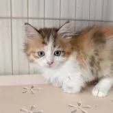 ミヌエット(短足)【福島県・女の子・2025年8月31日・キャリコ】の写真4