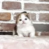 マンチカン(短足)【福島県・女の子・2025年3月30日・キャリコ】の写真5