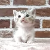 マンチカン(短足)【福島県・男の子・2025年6月1日・シルバータビー】の写真5