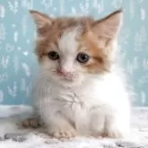 ミヌエット(短足)【福島県・男の子・2025年8月31日・ブラウンタビー&ホワイト】の写真5