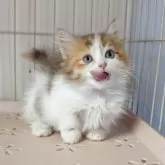 ミヌエット(短足)【福島県・女の子・2025年8月31日・キャリコ】の写真6