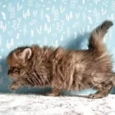 サイベリアン【福島県・女の子・2025年10月7日・ブラウンタビー】の写真6