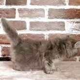 サイベリアン【福島県・女の子・2025年3月10日・ブルータビー】の写真6