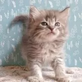 サイベリアン【福島県・女の子・2025年8月23日・ブルータビー】の写真8