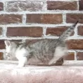 マンチカン(短足)【福島県・男の子・2025年6月1日・シルバータビー】の写真6