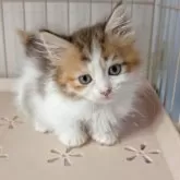 ミヌエット(短足)【福島県・女の子・2025年8月31日・キャリコ】の写真8