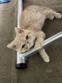 エキゾチックショートヘア【・男の子・2022年3月15日・クリーム】「子猫の時の写真です」