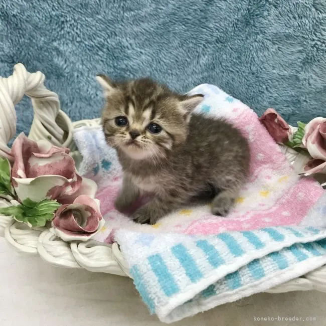 Y.U 様のお迎えした子猫