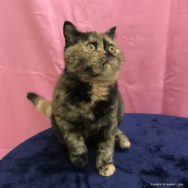 ID：2404-00680の子猫